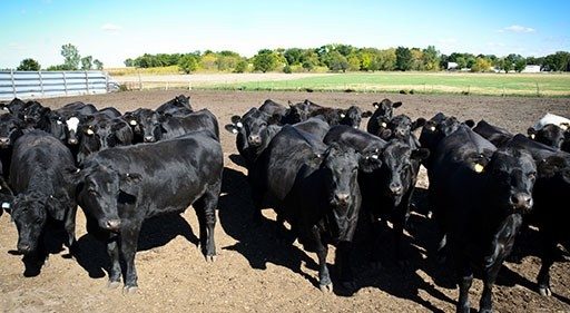 Cows in a group in a feed lot